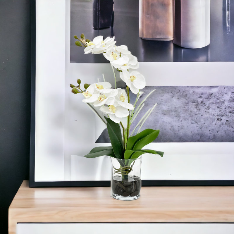 Double orchidée phalaenopsis, arrangement floral, Blanc