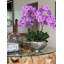 Orchid Floral Arrangement in Planter-219825536