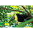 Tropical Bird In Tree - Wrapped Canvas Print-1083515465