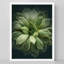 Petit vert riche, Echeveria, plante grasse, tranquillité, Illustration de la nature, petite œuvre d'art-101376758-101376754