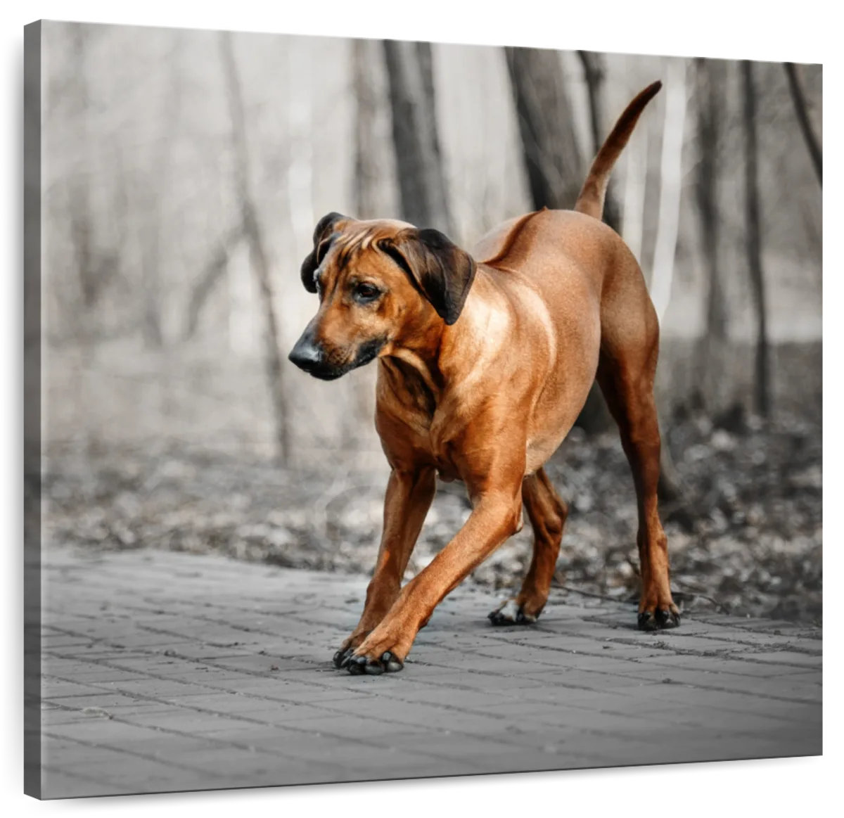 Ebern Designs Brampt Rhodesian Ridgeback Puppy - Wayfair Canada