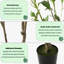 Arbre de 82 pi artificiel 82,7 po - Faux plante réaliste, faux arbre pré-mis en pot pour la décoration de salon intérieur / extérieur