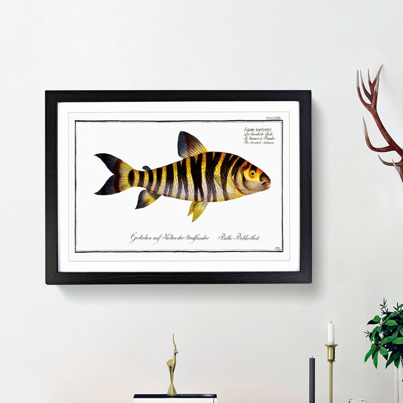 Streaked Salmon Fish by M.E. Bloch - Framed Print, Black Framed, 48cm H x 65cm W x 2cm D