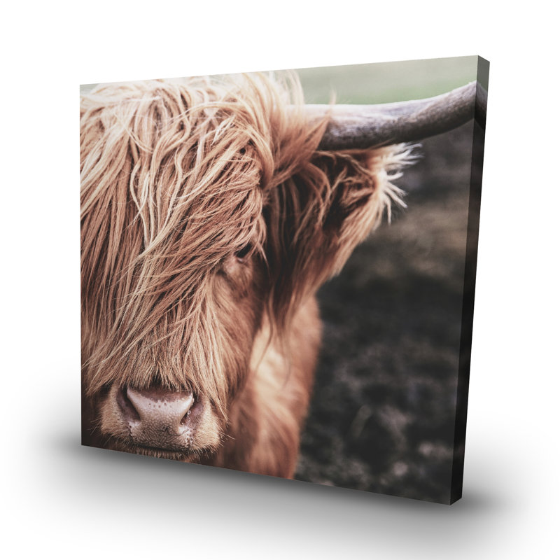 Desaturated highland cow - 32"x32" art on canvas