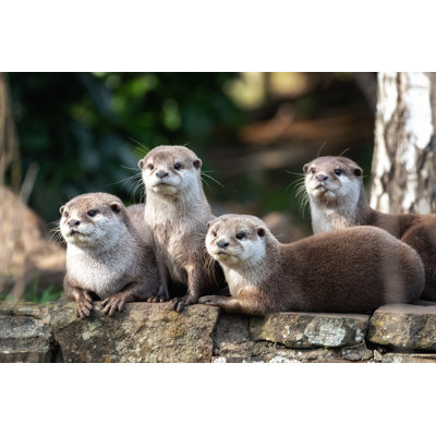 " Small-Clawed Otters " by Rixipix
