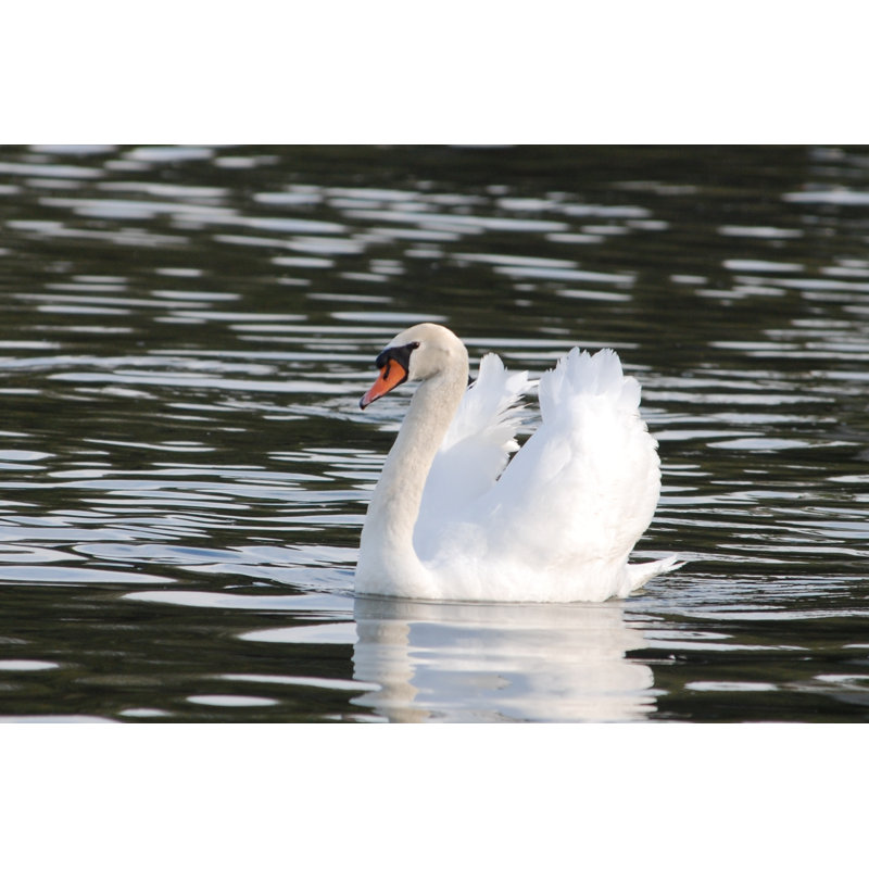 Swan Lake by Nikonphotog - Wrapped Canvas Print, 81cm H x 122cm W