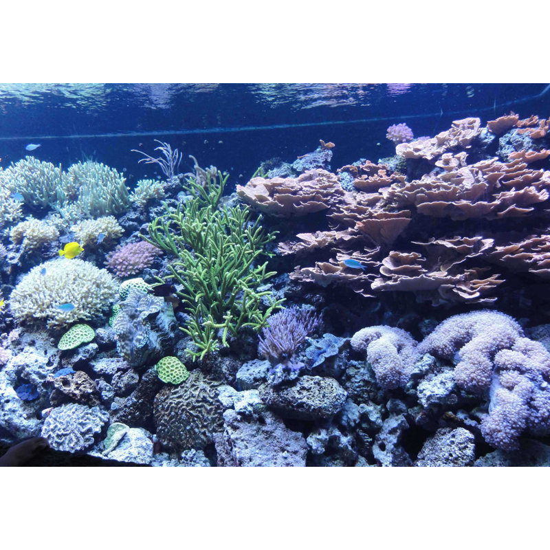 Décalcomanie murale sea corail ii Goulart, 16,5 po x 24 po