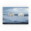 « the polar bear », reproduction de photo sur toile tendue-31977338