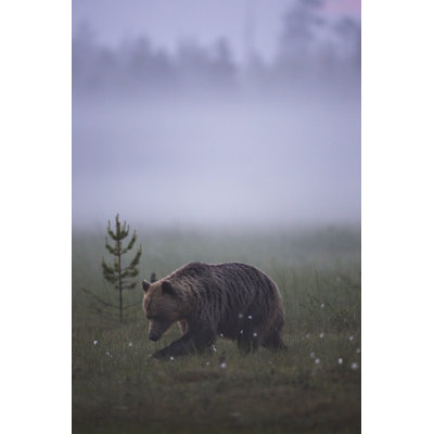 Brown Bear by Mats Lindberg - Wrapped Canvas Print