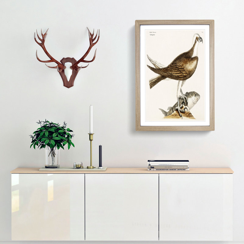 Fishing Hawk by Mark Catesby - Picture Frame Art Print, 36cm H x 27cm W x 2cm D, Oak Framed