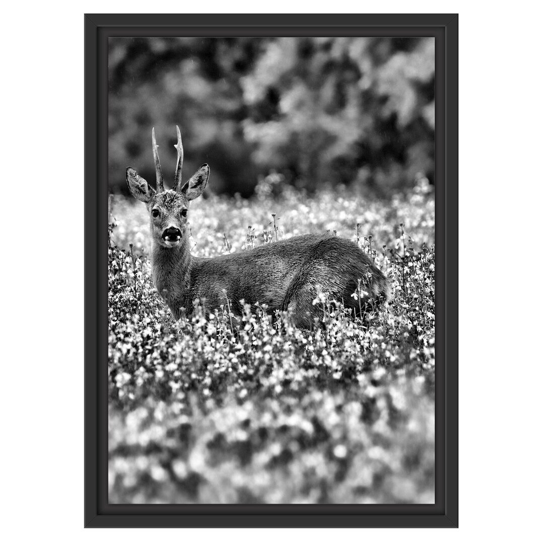 Gerahmtes Wandbild junger Hirsch auf Wildwiese