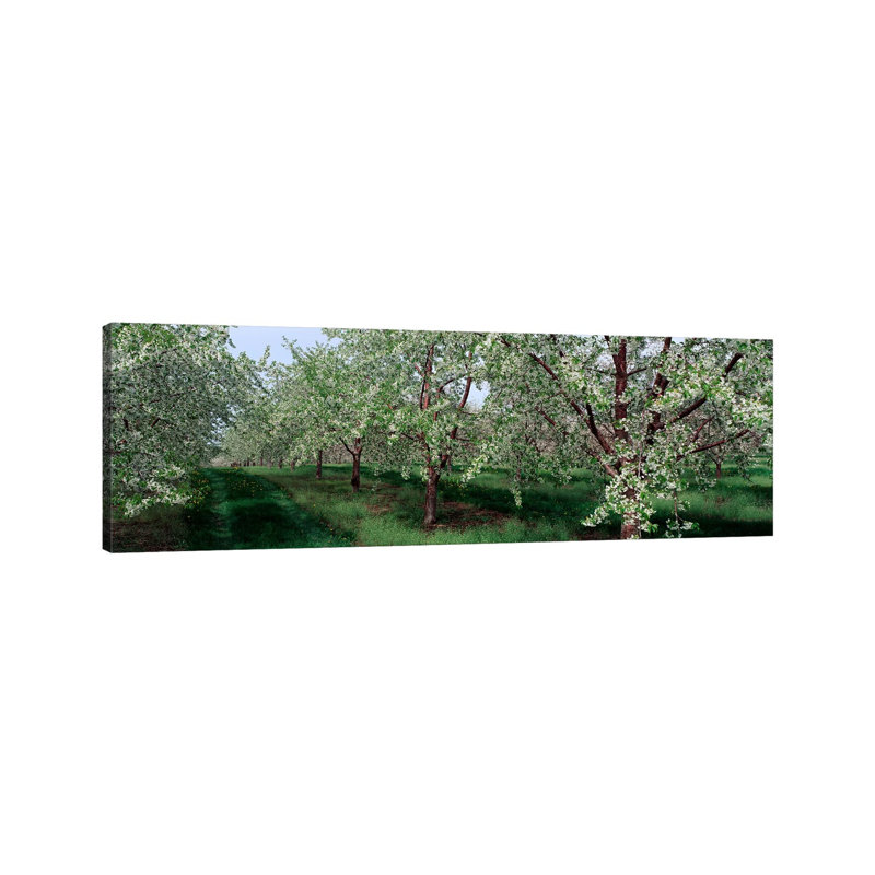 View Of Spring Blossoms On Cherry Trees - Wrapped Canvas Panoramic Print, 30.48 cm H x 91.44 cm W x 1.91 cm D