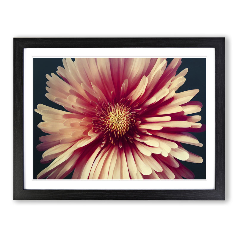 Fancy Chrysanthemum Flower - Single Picture Frame Print, 34cm H x 46cm W x 2cm D, Black