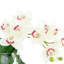 Arrangement orchidée et philodendron