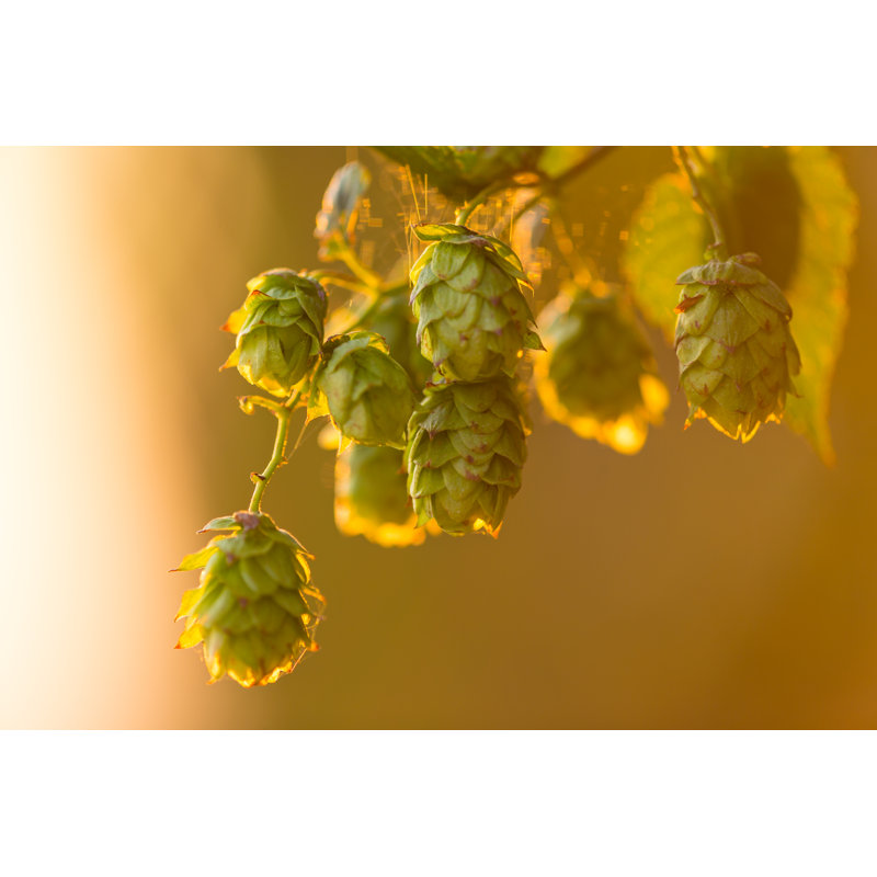 Détail de cônes de houblon frais - Illustration sans cadre sur toile, H 8 po x l 12 po