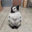 Statue de bébé pingouin