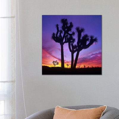 Joshua Tree Group At Sunrise Near Quail Springs by Tim Fitzharris - Wrapped Canvas Print