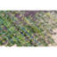Mohit Wool Area Rug