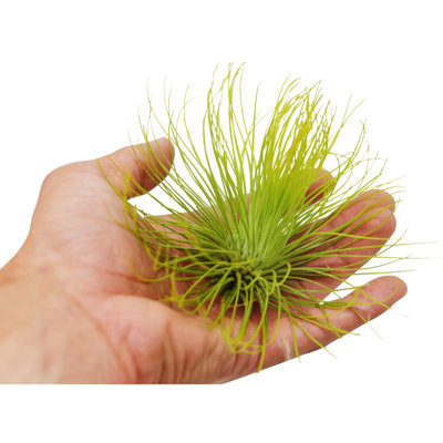 House Plant Shop Live Foliage Plant