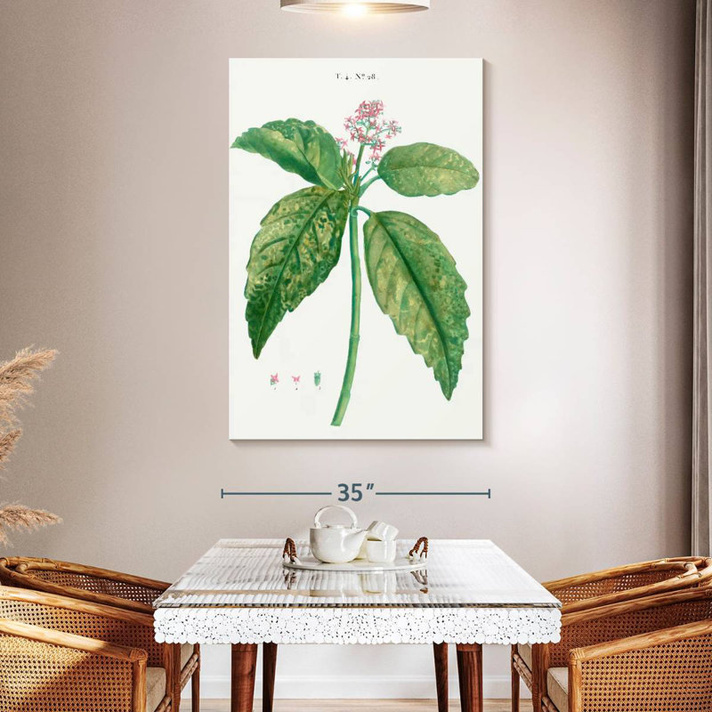 Harnek, laurier japonais, Aucuba Japonica, H 51 po x l 34 po