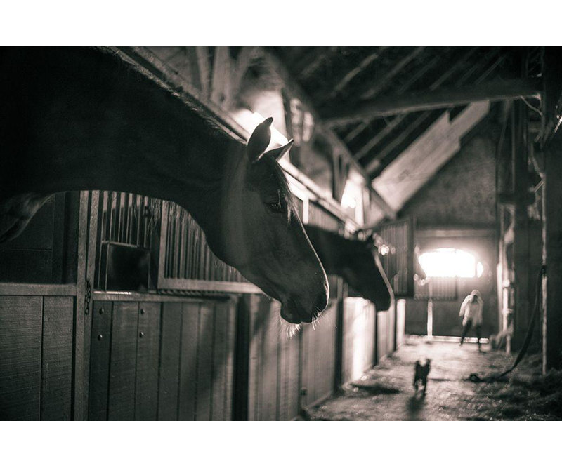 Art sur toile de la collection Gracie Oaks The Yellowstone Collection, titre: Stable Gossip, H 13 po x l 18 po