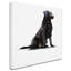 «Black Lab» par The Macneil Studio - reproduction sur toile-21938018