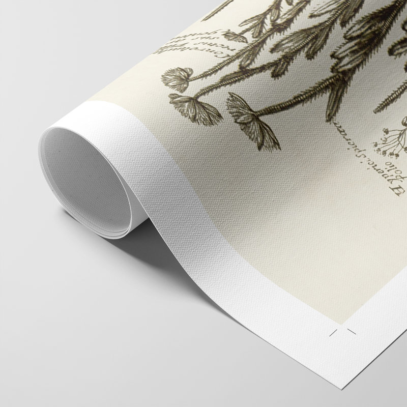 Sépia Botanical Journal VIII - Impression sur toile seulement - NON-CADRE, H 18 po x l 12 po