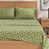 Petits arbres - Olive