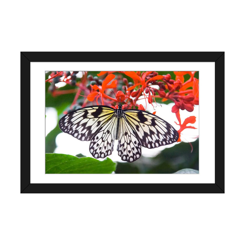 «White Butterfly», photographie sur toile tendue, H 16 po x l 24 po x P 1 po, Papier avec cadre noir, Blanc