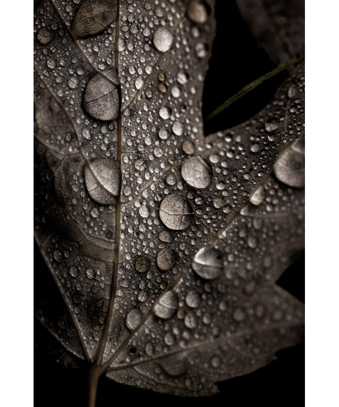 Wrapped Canvas Print, 121.92 cm H x 81.28 cm W