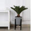 Sago Palm Tree in Décor Planter