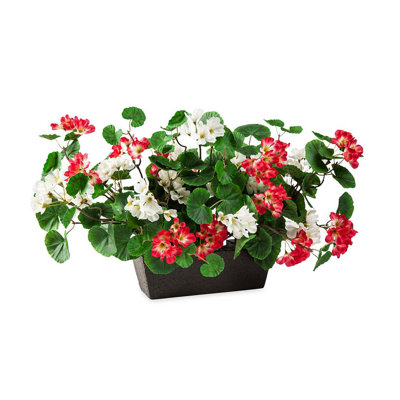 Plante de fleurs en fausse géranium le intemporel