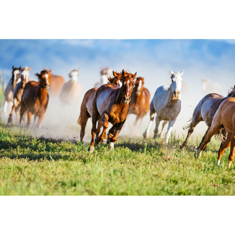 Wild Mustang Horses by Drazen_ - No Frame Art Prints on Canvas, 61cm H x 91cm W