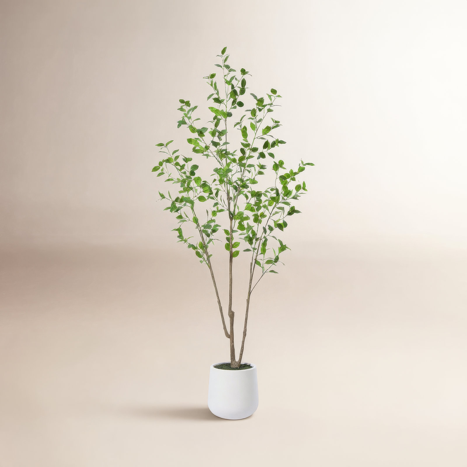 Aniston 84" Ficus Tree in Pot, 72" H x 24" W x 24" D