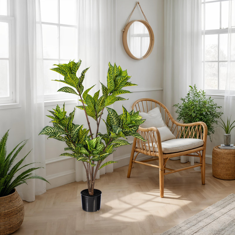 44 po Alocasia Zebrina, H 44 po x l 20 po x P 20 po