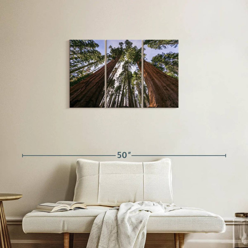 Sequoias From Below, 20" H x 33" W