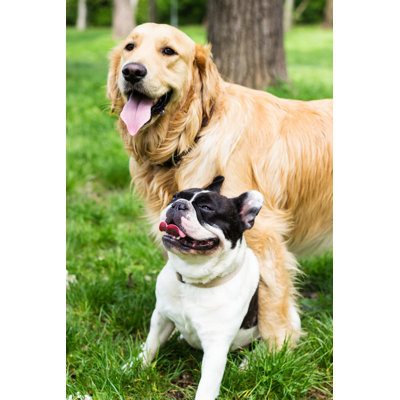 Two Buddies - Wrapped Canvas Print