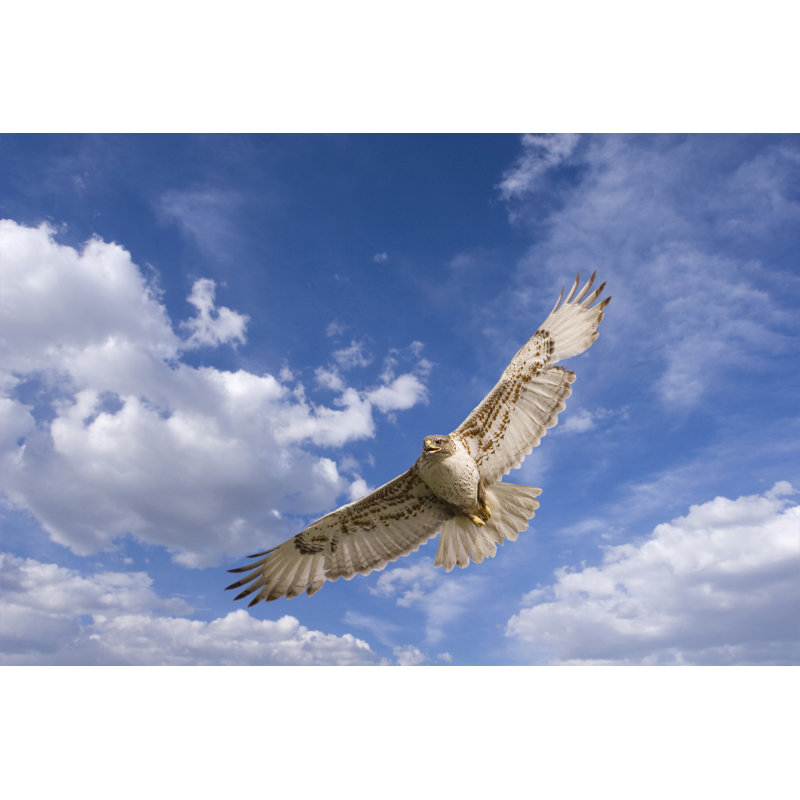 «Hawk Flight» par Stevemcsweeny - photographie sur toile tendue, L 12 po x H 8 po