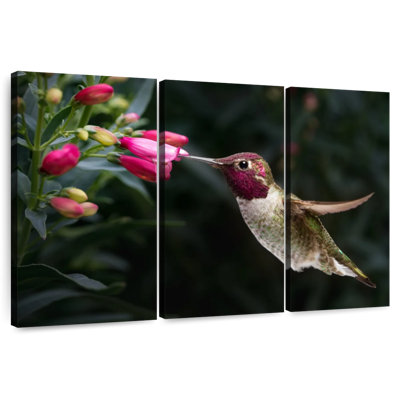 Brampt Male Anna's Hummingbird