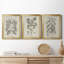 Antique Black and White Botanical VII - Ensemble de 3 peintures sur toile encadrées-1460172374-1460172375