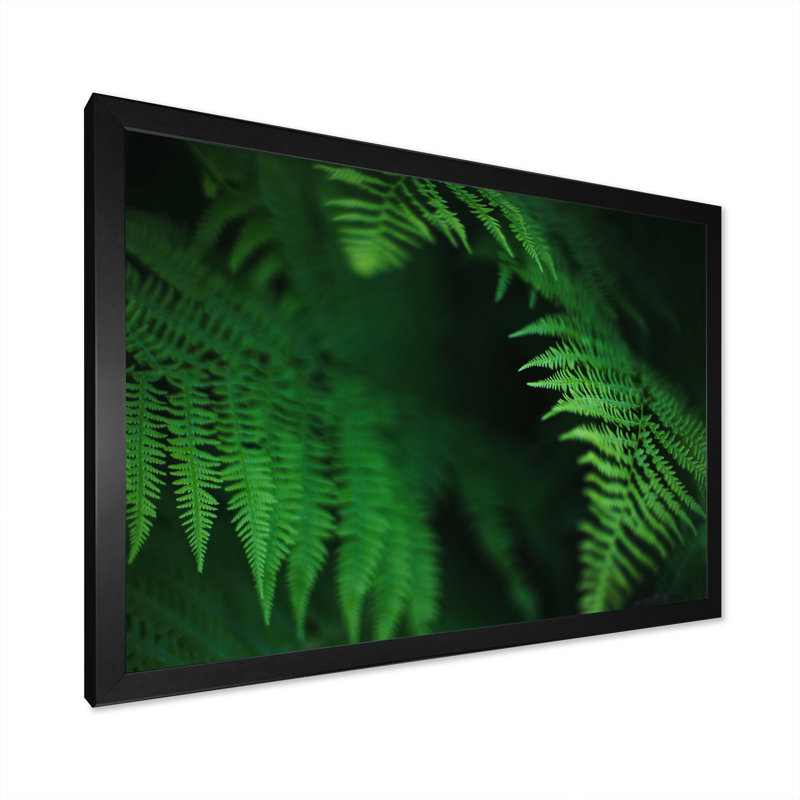" Dark Green Fern On Black ", Black Closed Corner Frame Canvas, 30" H x 40" W