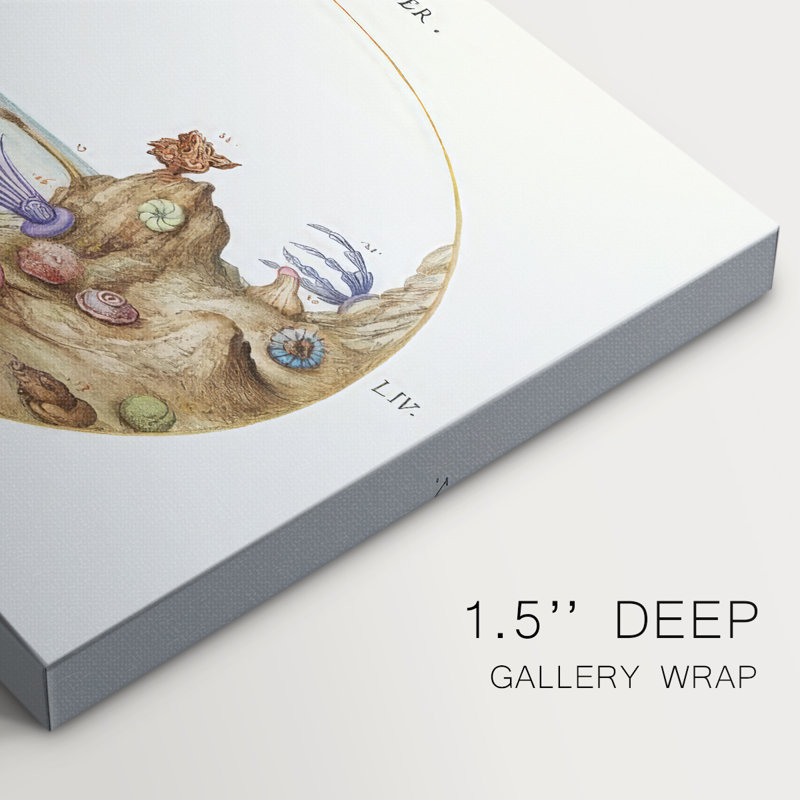 Hoefnagel Sea Vignettes I -Gallery Wraraped Cavas, 32 x 48