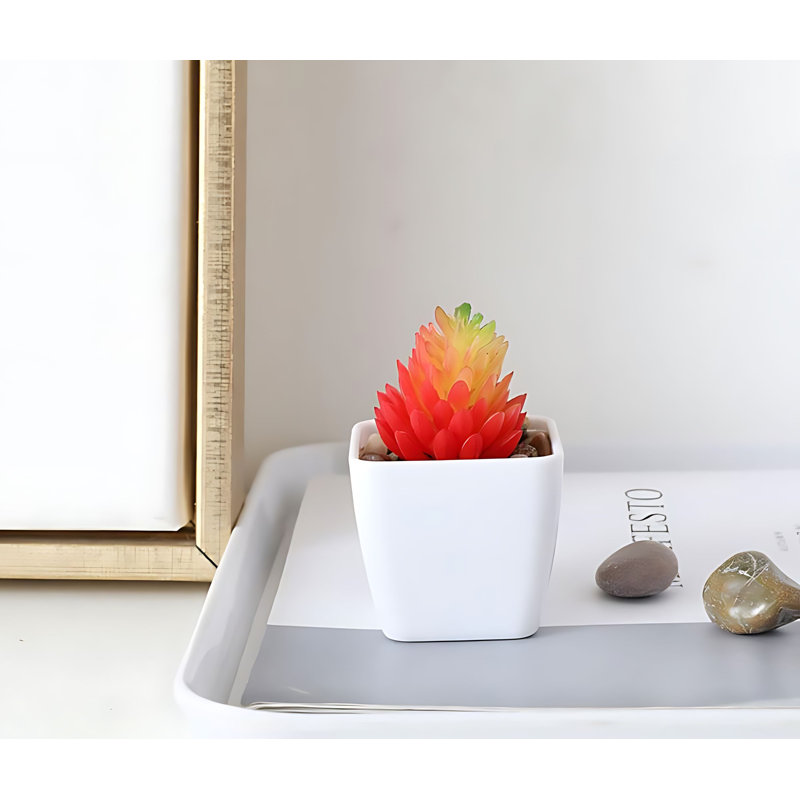 Plante grasse 2,95 po