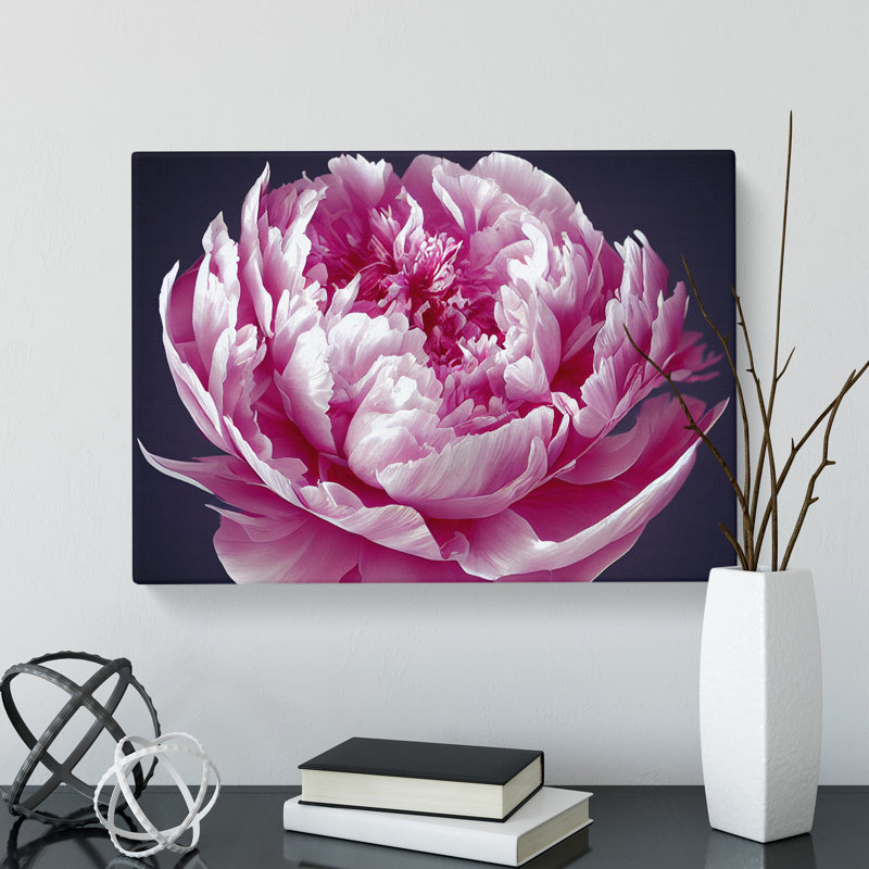 Astonishing Peony Flower - Wrapped Canvas, 50cm H x 76cm W x 3cm D
