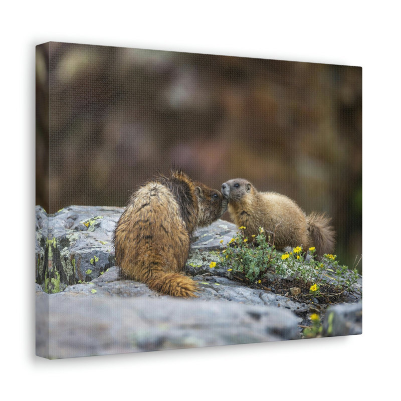 Drôle de marmotte à ventre jaune, H 12 po x l 18 po