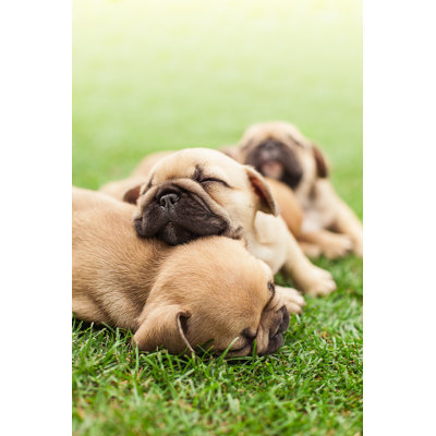 «Little Sleeping French Bulldog Puppies» - Photographie sur toile tendue