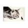 Cat And Mouse by Soo Beng Lim - Wrapped Canvas Gallery-Wrapped Canvas Giclée