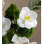 Arrangement d'orchidées dans un vase