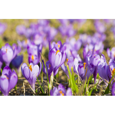 " Crocus Flowers " by Mihairomeob
