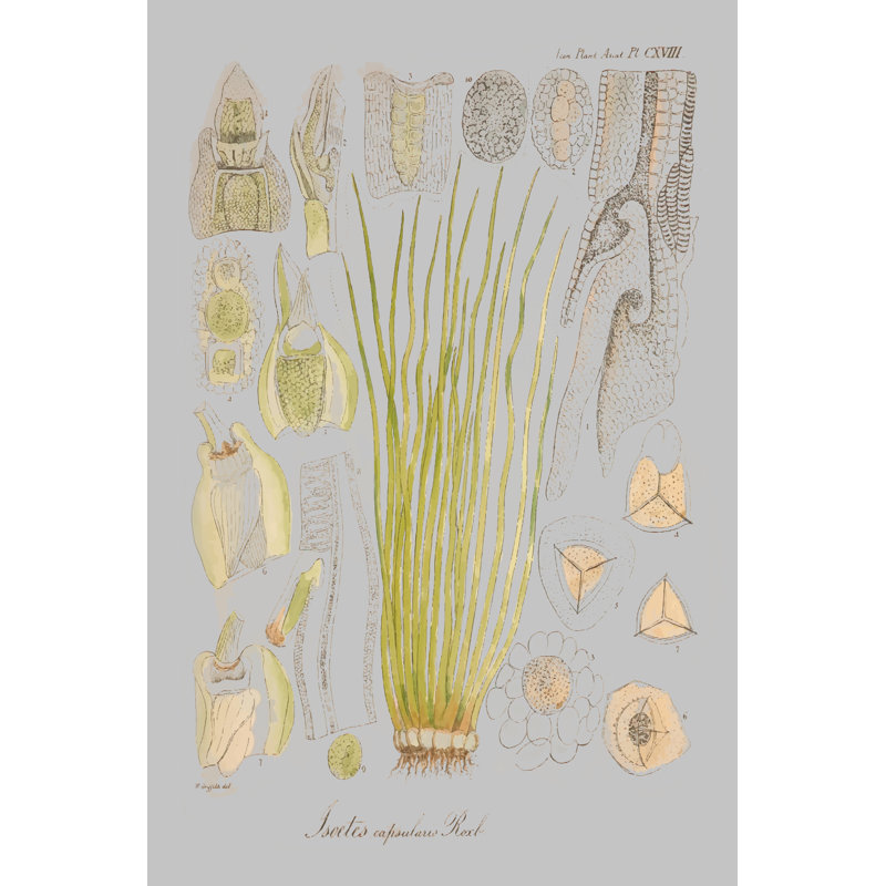 Sea Elements I - Wrapped Canvas Art Print, 91cm H x 61cm W x 3.8cm D